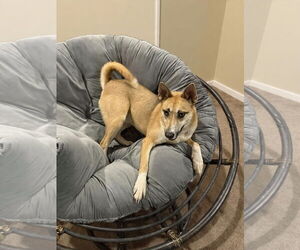 Mutt Dogs for adoption in Westwood, NJ, USA