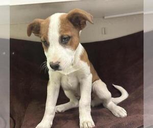 German Shepherd Dog-Unknown Mix Dogs for adoption in HESPERIA, CA, USA