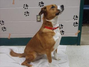 Samoyed Dogs for adoption in Atlanta, GA, USA