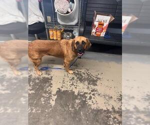 Anatolian Shepherd-Bloodhound Mix Dogs for adoption in Tallahassee, FL, USA