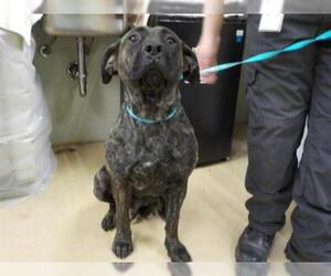 Presa Canario Dogs for adoption in Minneapolis, MN, USA