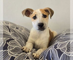 Mutt Dogs for adoption in Lakewood, CO, USA