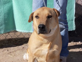Chinese Shar-Pei-Unknown Mix Dogs for adoption in Golden Valley, AZ, USA