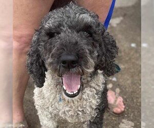 Poodle (Standard) Dogs for adoption in St Paul, MN, USA