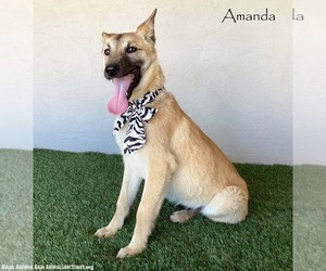 German Shepherd Dog-Unknown Mix Dogs for adoption in San Diego, CA, USA