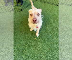 Mutt Dogs for adoption in Tempe , AZ, USA