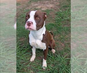 Staffordshire Bull Terrier Dogs for adoption in Grovetown, GA, USA
