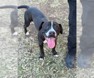 Medium Photo #1 Mutt Puppy For Sale in Riverside, CA, USA