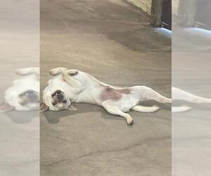 Basenji-Chihuahua Mix Dogs for adoption in Yardley, PA, USA