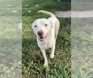 Carolina Dog-Labrador Retriever Mix Dogs for adoption in Rosenberg, TX, USA