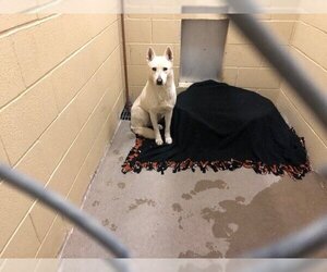 Siberian Husky Dogs for adoption in Waco, TX, USA