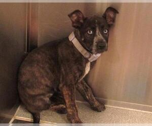 Mutt Dogs for adoption in Orange, CA, USA
