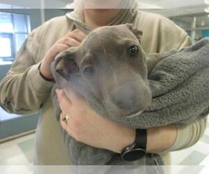 American Pit Bull Terrier-Unknown Mix Dogs for adoption in Oklahoma City, OK, USA
