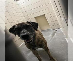 American Pit Bull Terrier-Unknown Mix Dogs for adoption in Corpus Christi, TX, USA