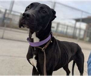 Labrador Retriever Dogs for adoption in Denver, CO, USA