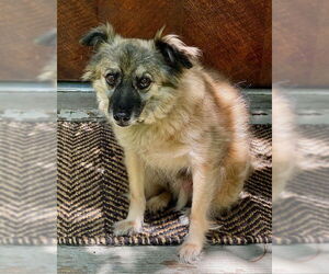 Keeshond Dogs for adoption in Jefferson, NJ, USA