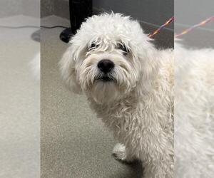 Poodle (Miniature)-Unknown Mix Dogs for adoption in Las Vegas, NV, USA