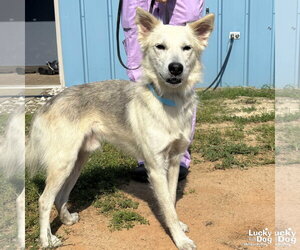 Aussiedor Dogs for adoption in Washington, DC, USA