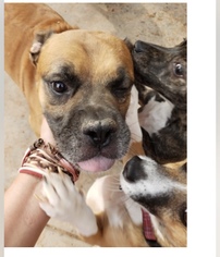 Bullmastiff Dogs for adoption in Goodyear, AZ, USA