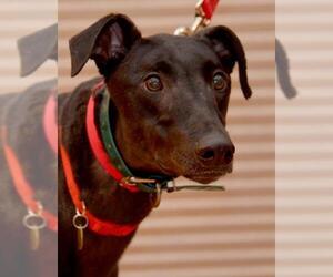 Greyhound Dogs for adoption in Minneapolis, MN, USA