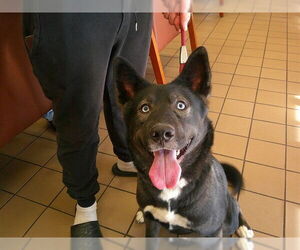 Border Collie-Siberian Husky Mix Dogs for adoption in Ocala, FL, USA