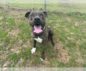 Mutt Dogs for adoption in Ocala, FL, USA