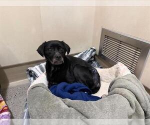 Puggle Dogs for adoption in Berkeley , CA, USA