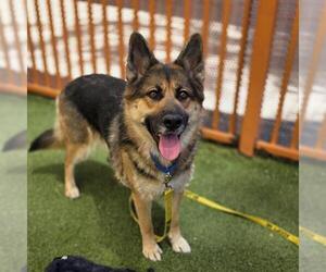 Medium Photo #1 Gerberian Shepsky Puppy For Sale in Las Vegas, NV, USA