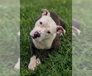 Mutt Dogs for adoption in Akron, OH, USA