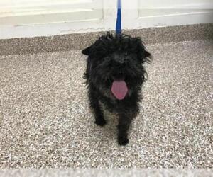 Poodle (Miniature) Dogs for adoption in Pueblo, CO, USA