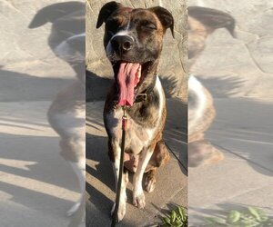Mutt Dogs for adoption in Los Angeles , CA, USA