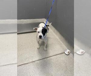 American Staffordshire Terrier Dogs for adoption in Tallahassee, FL, USA