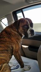 Boxer Dogs for adoption in Knoxville, TN, USA