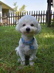 Medium Photo #1 Poochon Puppy For Sale in Durham, NC, USA
