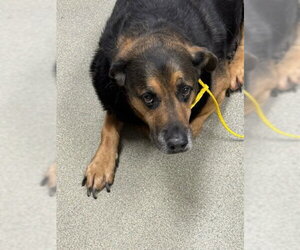 German Shepherd Dog-Unknown Mix Dogs for adoption in Las Vegas, NV, USA