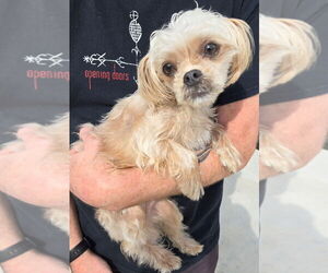 Maltese Dogs for adoption in San Antonio, TX, USA