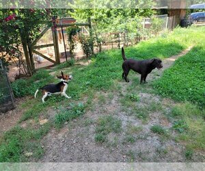 Beagle Dogs for adoption in Staunton, VA, USA