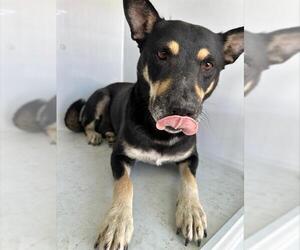 German Shepherd Dog-Unknown Mix Dogs for adoption in Houston, TX, USA