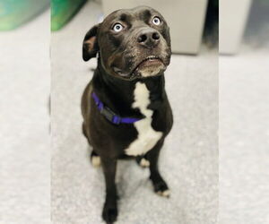 Siberian Husky-Unknown Mix Dogs for adoption in Westminster, MD, USA