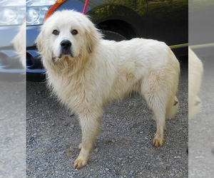 Great Pyrenees Dogs for adoption in Dickson, TN, USA