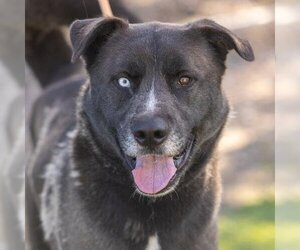 Siberian Husky-Unknown Mix Dogs for adoption in Camarillo, CA, USA