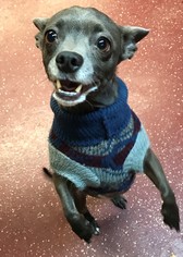 Chiweenie Dogs for adoption in Fargo, ND, USA