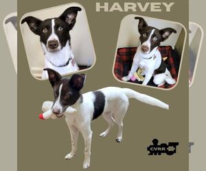 Pointer-Unknown Mix Dogs for adoption in Lindsay, CA, USA