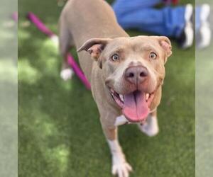 American Staffordshire Terrier-Unknown Mix Dogs for adoption in Las Vegas, NV, USA