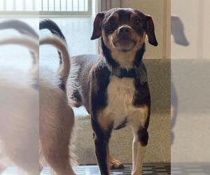Chihuahua Dogs for adoption in San Martin, CA, USA
