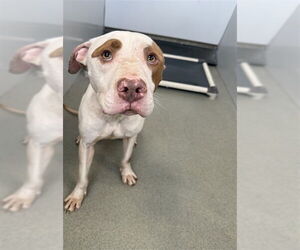 Mutt Dogs for adoption in Fayetteville, NC, USA