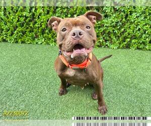American Bulldog-Unknown Mix Dogs for adoption in West Palm Beach, FL, USA