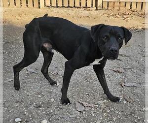 American Staffordshire Terrier-Unknown Mix Dogs for adoption in San Antonio, TX, USA