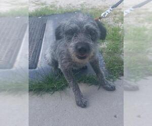 Border Terrier Dogs for adoption in Camden, TN, USA