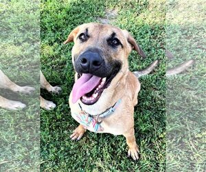Labrador Retriever-Unknown Mix Dogs for adoption in San Jacinto, CA, USA